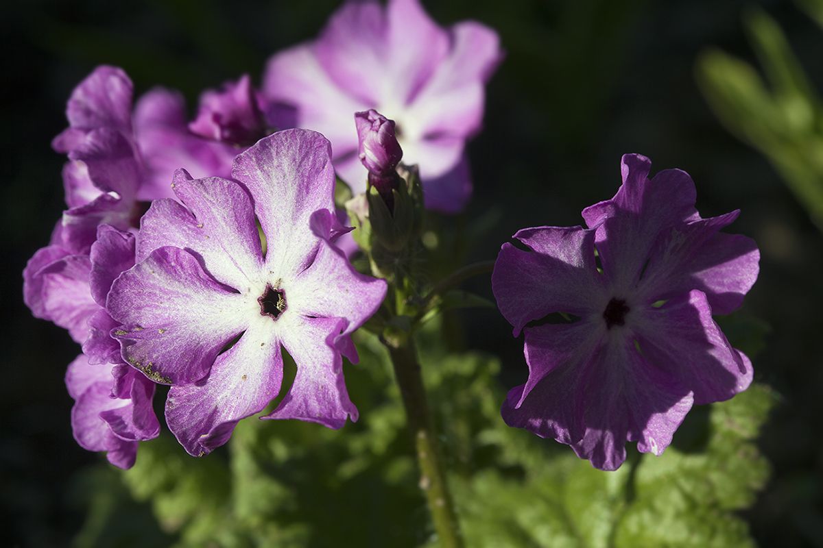 Изображение особи Primula sieboldii.