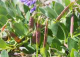 Lathyrus japonicus ssp. pubescens