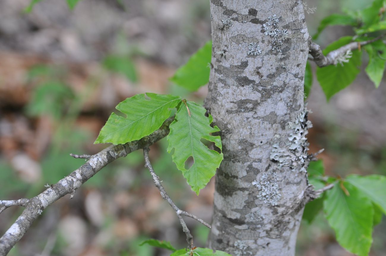 Изображение особи Fagus orientalis.