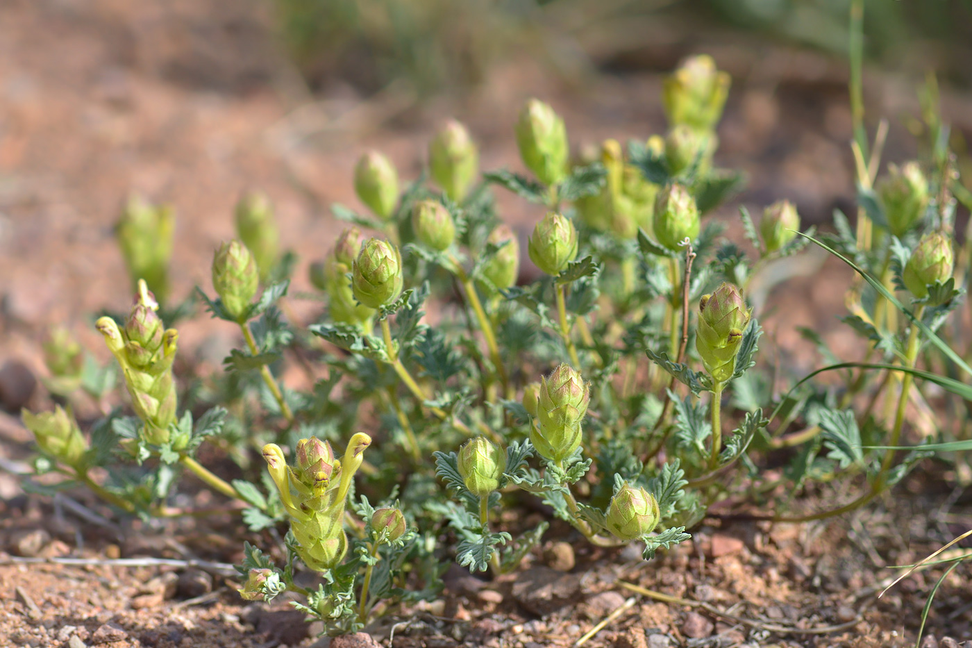 Изображение особи Scutellaria transiliensis.