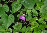 Ipomoea indica