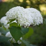 Hydrangea arborescens. Верхушка побега с соцветием ('Annabelle'). Кировская обл., г. Киров, Ботанический сад Вятского государственного университета, в культуре. 31.07.2018.