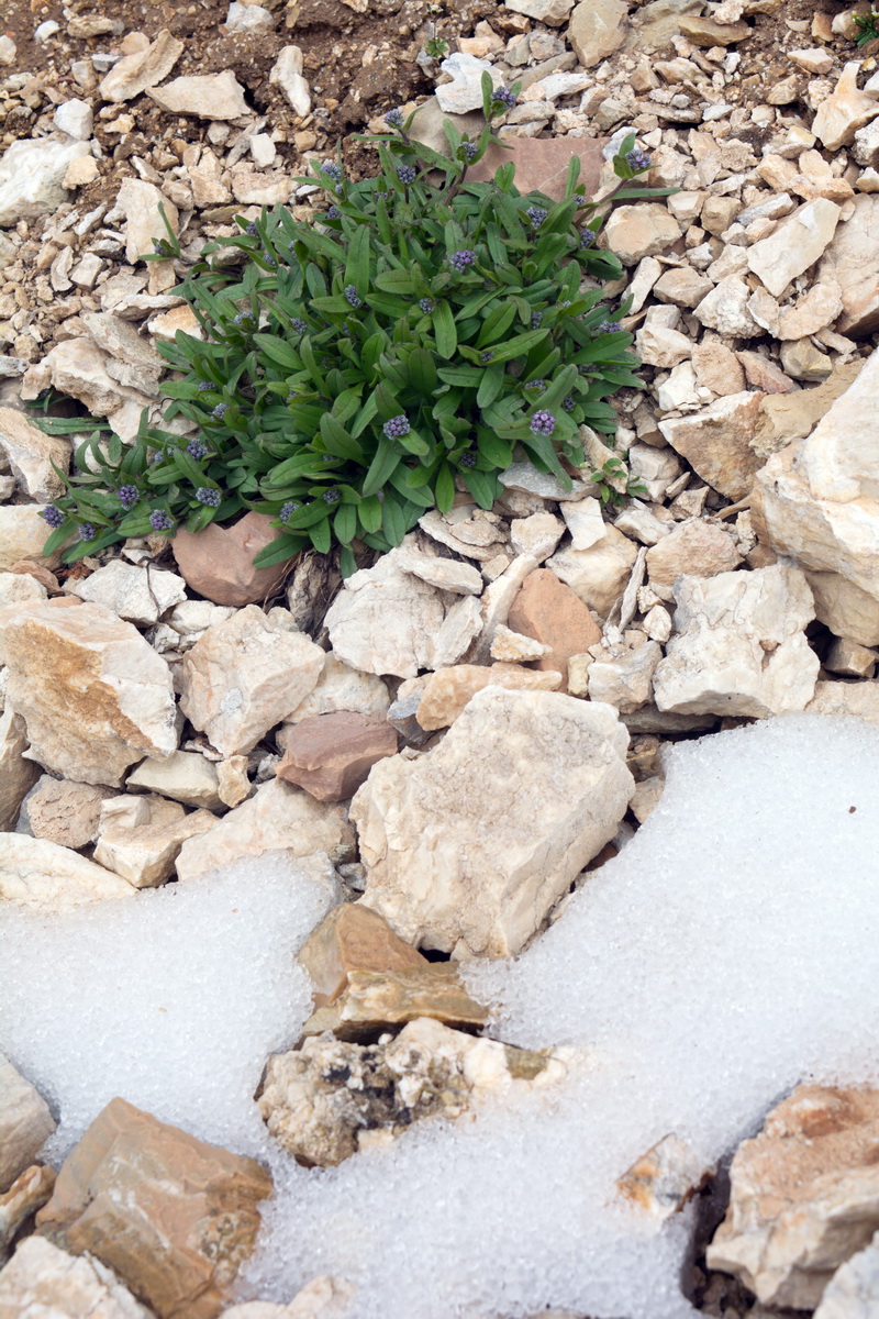 Image of Myosotis alpestris specimen.