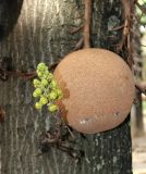 Couroupita guianensis