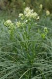 Thalictrum flavum