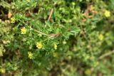 Potentilla supina