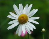 Leucanthemum ircutianum