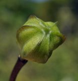 Lilium distichum