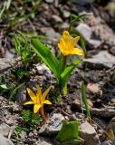 Colchicum luteum