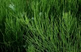 Equisetum arvense