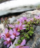 Saxifraga oppositifolia. Цветущие растения на каменистом островке в русле ручья. Коми, Интинский р-н, нац. парк \"Югыд Ва\", Приполярный Урал, бассейн р. Пелингичей, долина руч. Южный, старательский полигон. 17.07.2010.