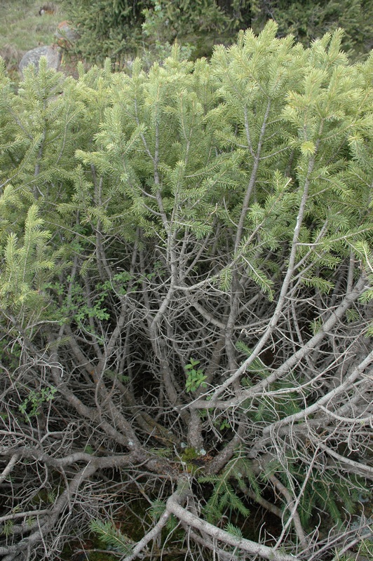 Изображение особи Picea schrenkiana.