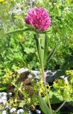 Trifolium alpestre