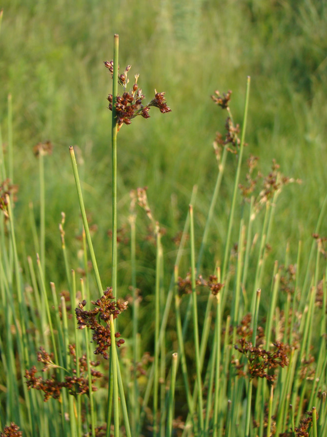 Изображение особи Juncus inflexus.