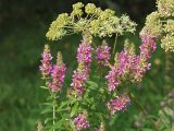 Lythrum salicaria