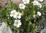 Cerastium undulatifolium