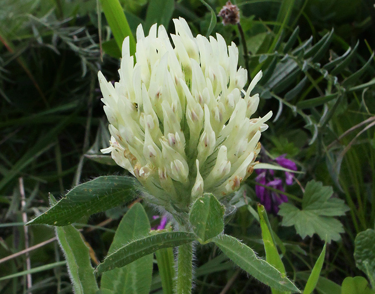 Изображение особи Trifolium trichocephalum.