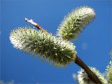 Salix caprea. Верхушка побега с женскими соцветиями. Ленинградская обл., Ломоносовский р-н, Копорье. 01.05.2009.