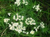 Achillea cartilaginea. Верхушка цветущего растения (вид сверху). Чувашия, Моргаушский р-н, у дороги к дер. Шомиково, канава с водой. 12.07.2011.