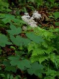 Filipendula glaberrima. Цветущее растение у ручья. Приморский край, Находкинский городской округ, окр. пос. Врангель. 06.07.2012.