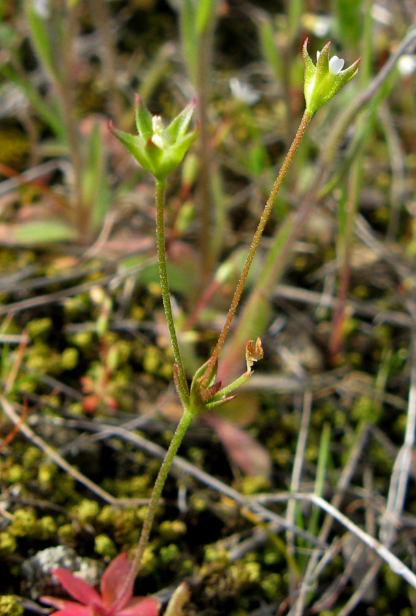 Изображение особи Androsace elongata.