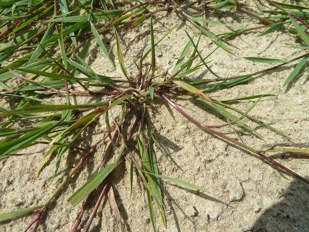 Изображение особи Agrostis stolonifera.