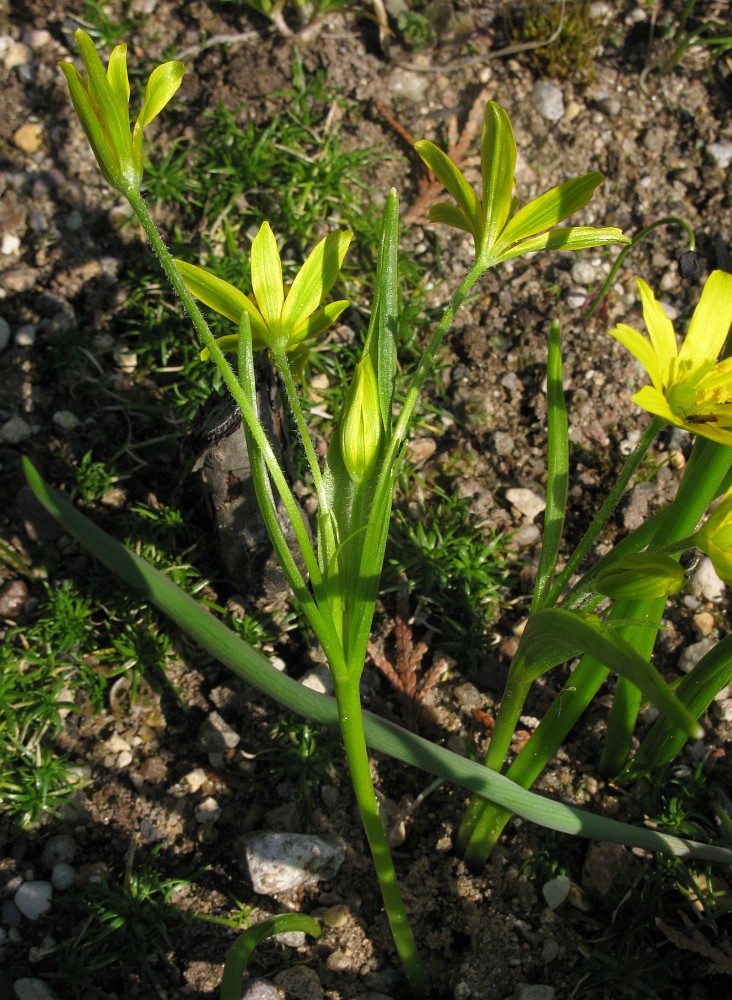 Изображение особи Gagea liotardii.