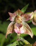 Epipactis helleborine. Увядающий цветок. Крым, Симферопольский р-н, окр. с. Краснолесье, у ручья в буковом лесу. 16 июля 2014 г.