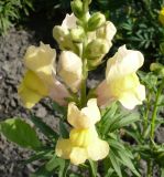 Antirrhinum majus