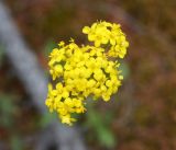 Patrinia sibirica. Соцветие. Иркутская обл., западное побережье Байкала, к северу от базы \"Чара\", залесенный каменистый склон. 05.07.2014.