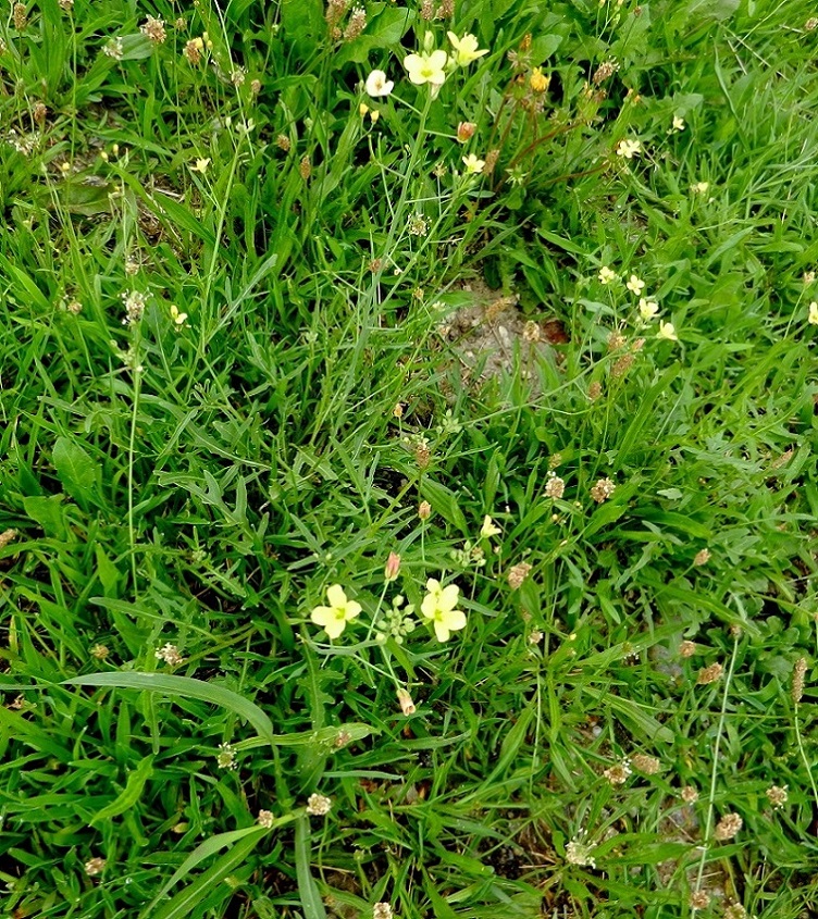 Изображение особи Diplotaxis tenuifolia.