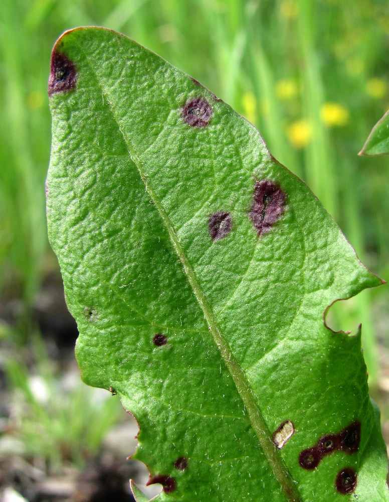 Изображение особи Taraxacum officinale.