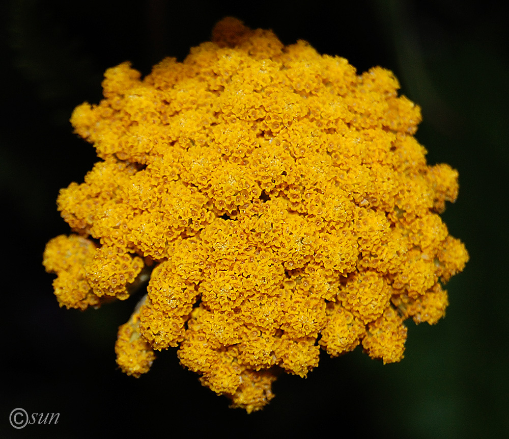 Изображение особи Achillea filipendulina.