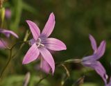 Campanula patula