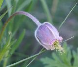 Pulsatilla campanella. Цветок. Кыргызстан, Нарынская обл., левый берег р. Нарын, склон долины руч. Ирису. 12.06.2015.