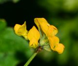 Hippocrepis multisiliquosa