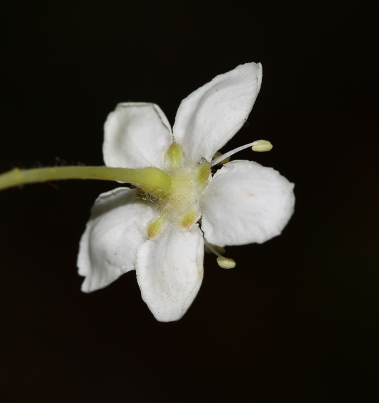 Image of Sorbus alnifolia specimen.