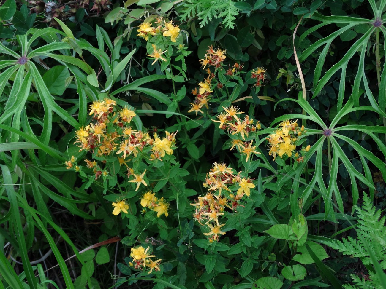 Изображение особи Hypericum attenuatum.