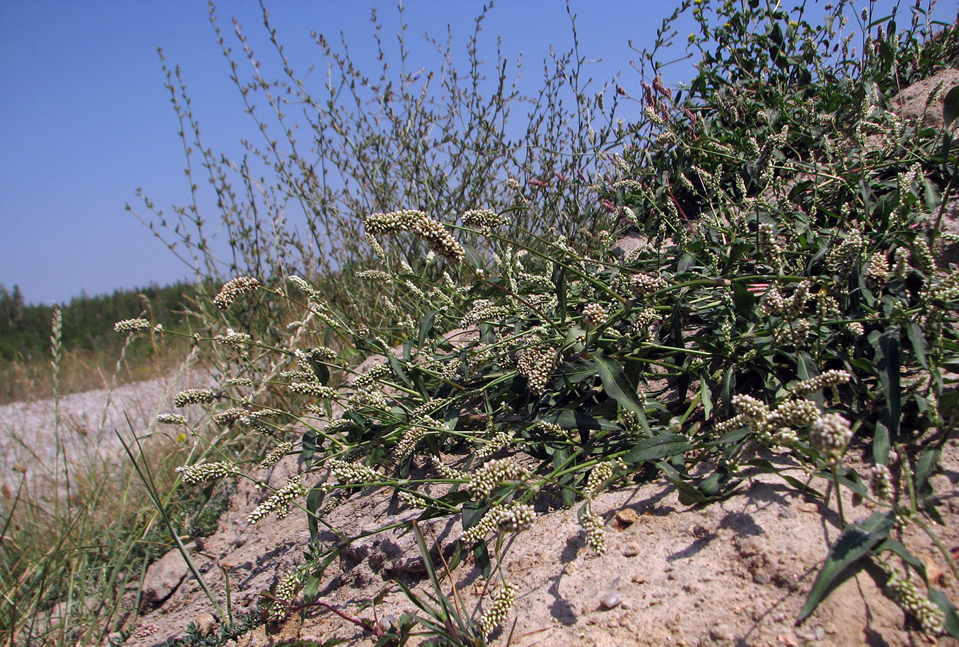 Изображение особи Persicaria scabra.