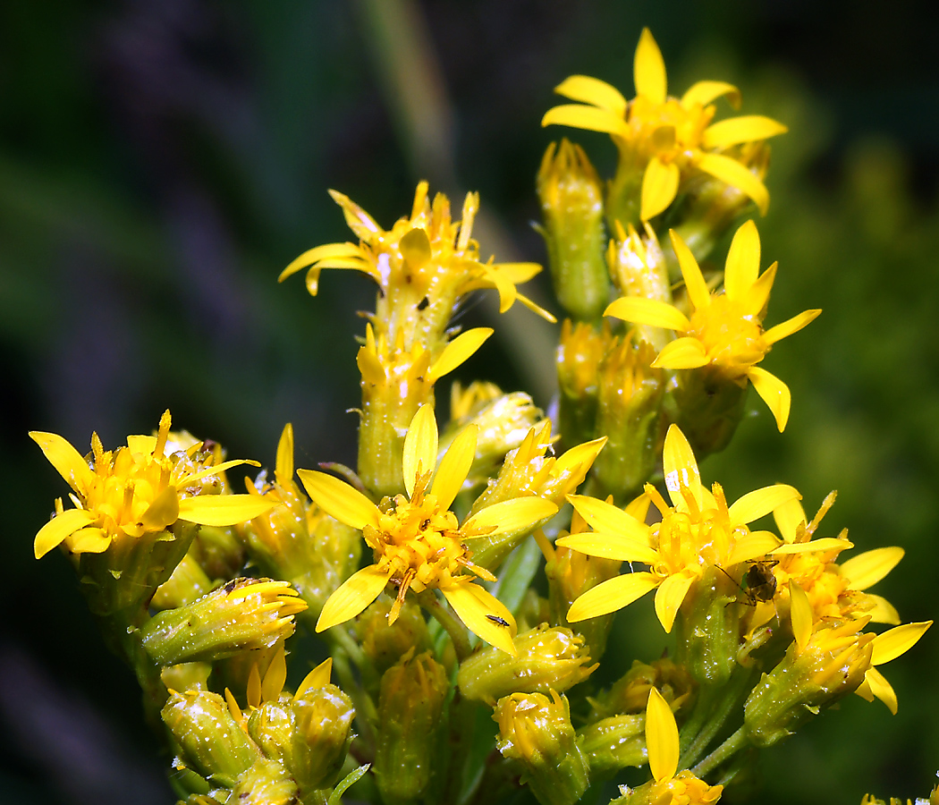 Изображение особи Solidago virgaurea.