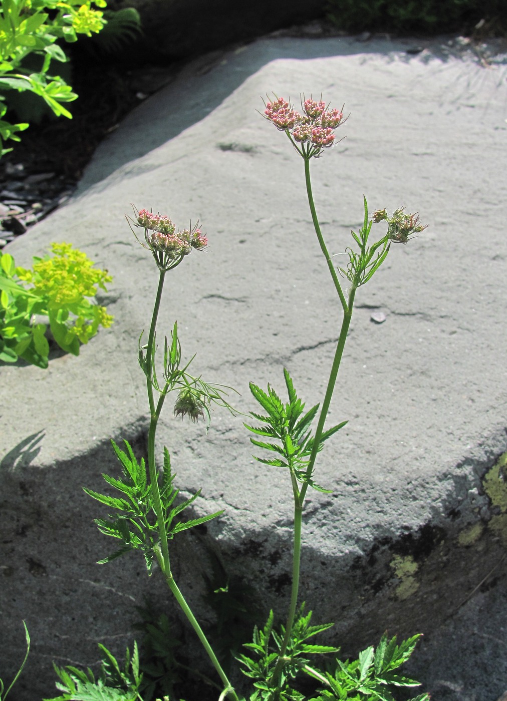 Изображение особи Chaerophyllum rubellum.