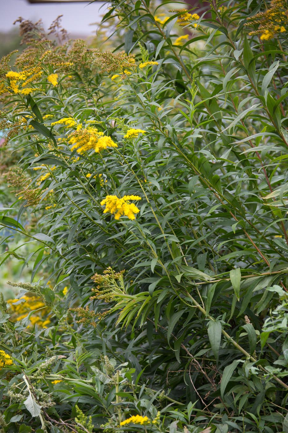 Изображение особи Solidago gigantea.