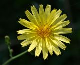 Hieracium hololeion