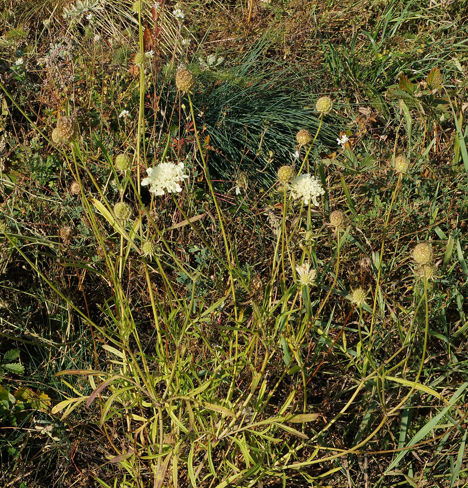 Изображение особи Scabiosa ochroleuca.