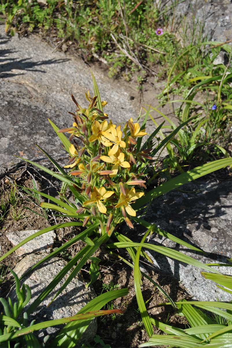 Изображение особи Wachendorfia paniculata.