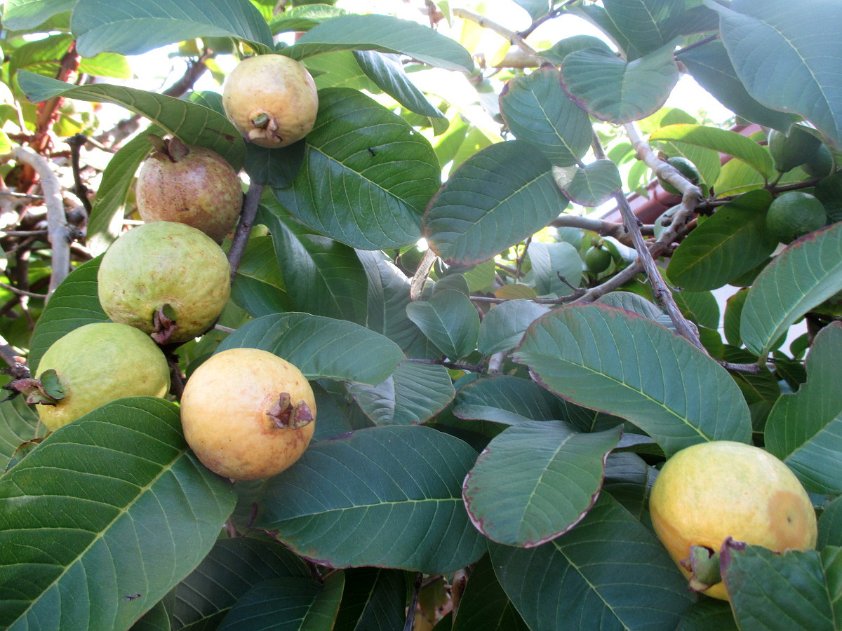 Изображение растения Psidium guajava.