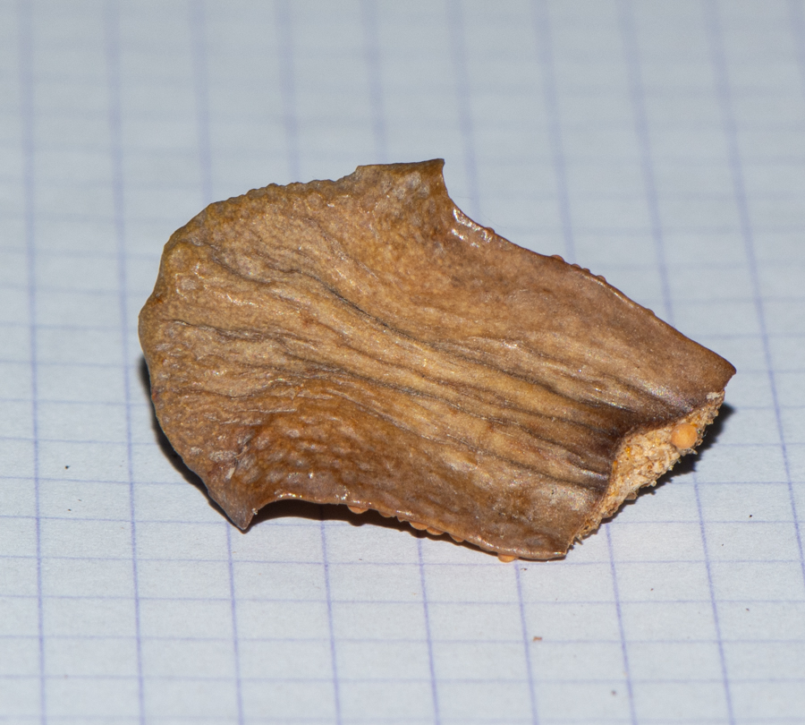 Image of Dioon spinulosum specimen.