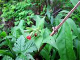 Pulmonaria rubra