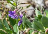 Lathyrus japonicus ssp. pubescens