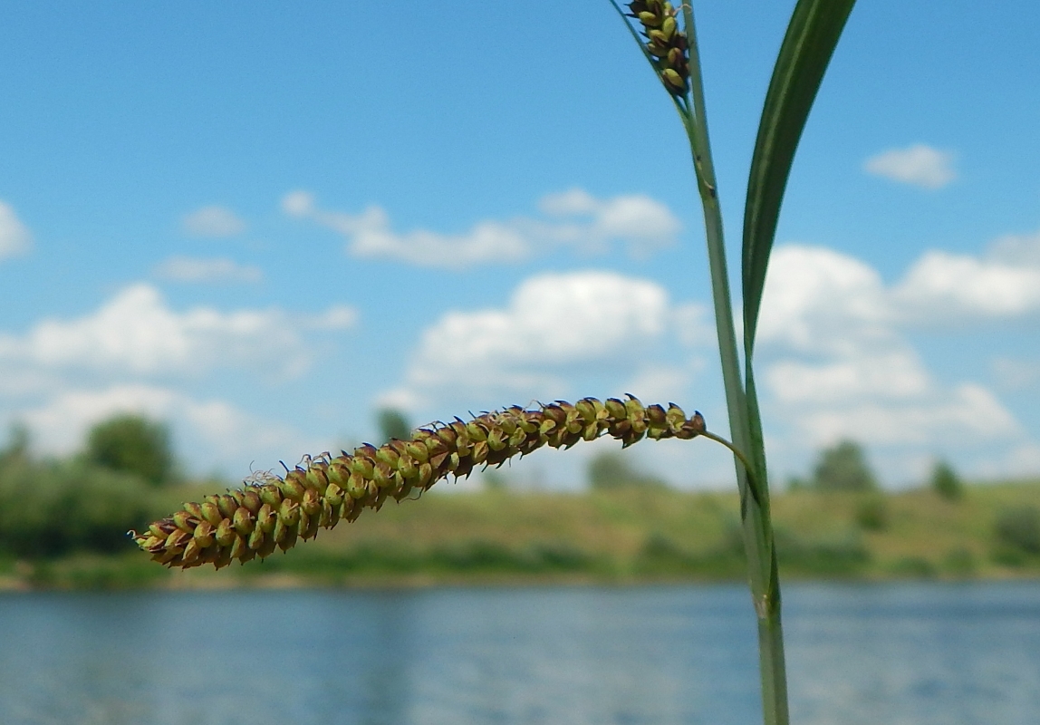 Изображение особи Carex acuta.